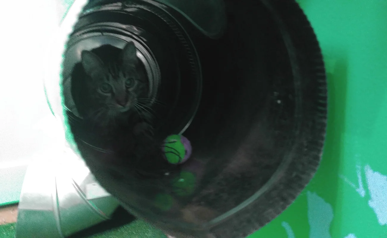Cat crawling inside of tube