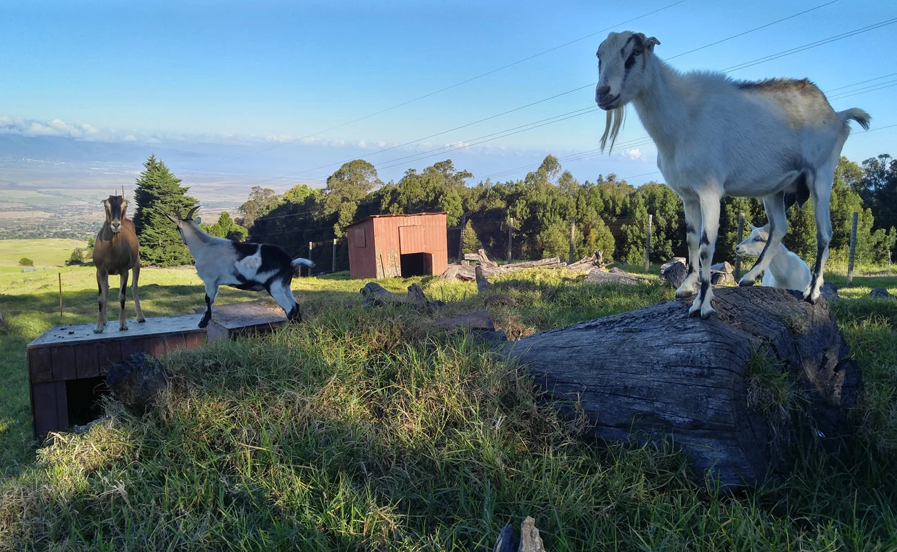 Goats playing in Ohana Animal Inn field